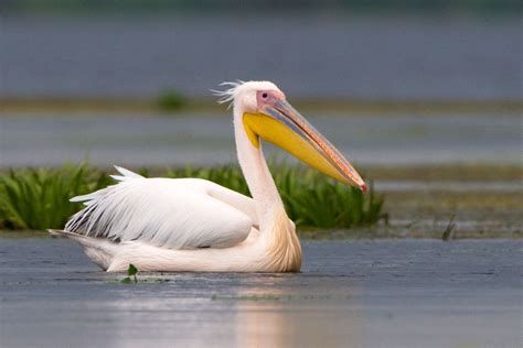 Pelican .